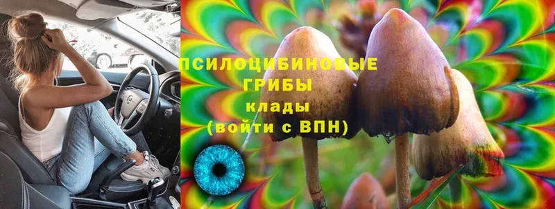 Галлюциногенные грибы Cubensis  Белорецк 